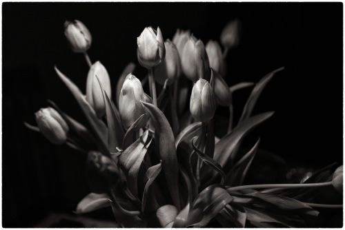 Tulpen-1.jpg
